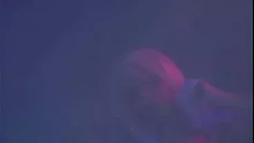 LESBIANS IN PARADISE